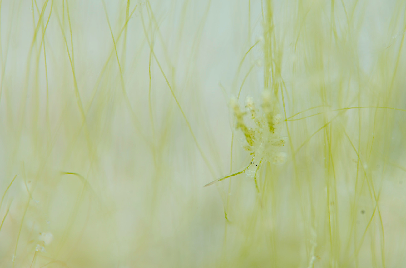 ハダカモウミウシ科の仲間