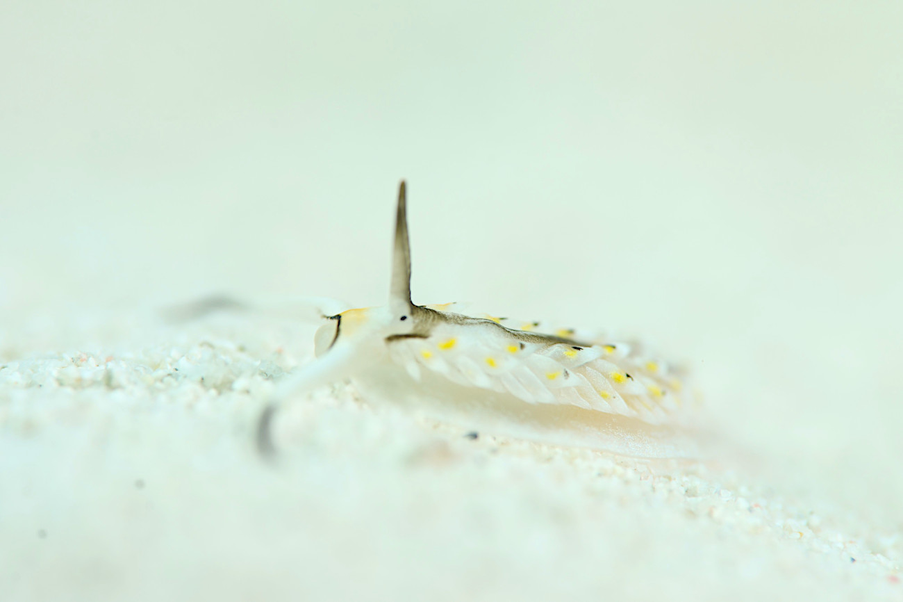 カスミミノウミウシ