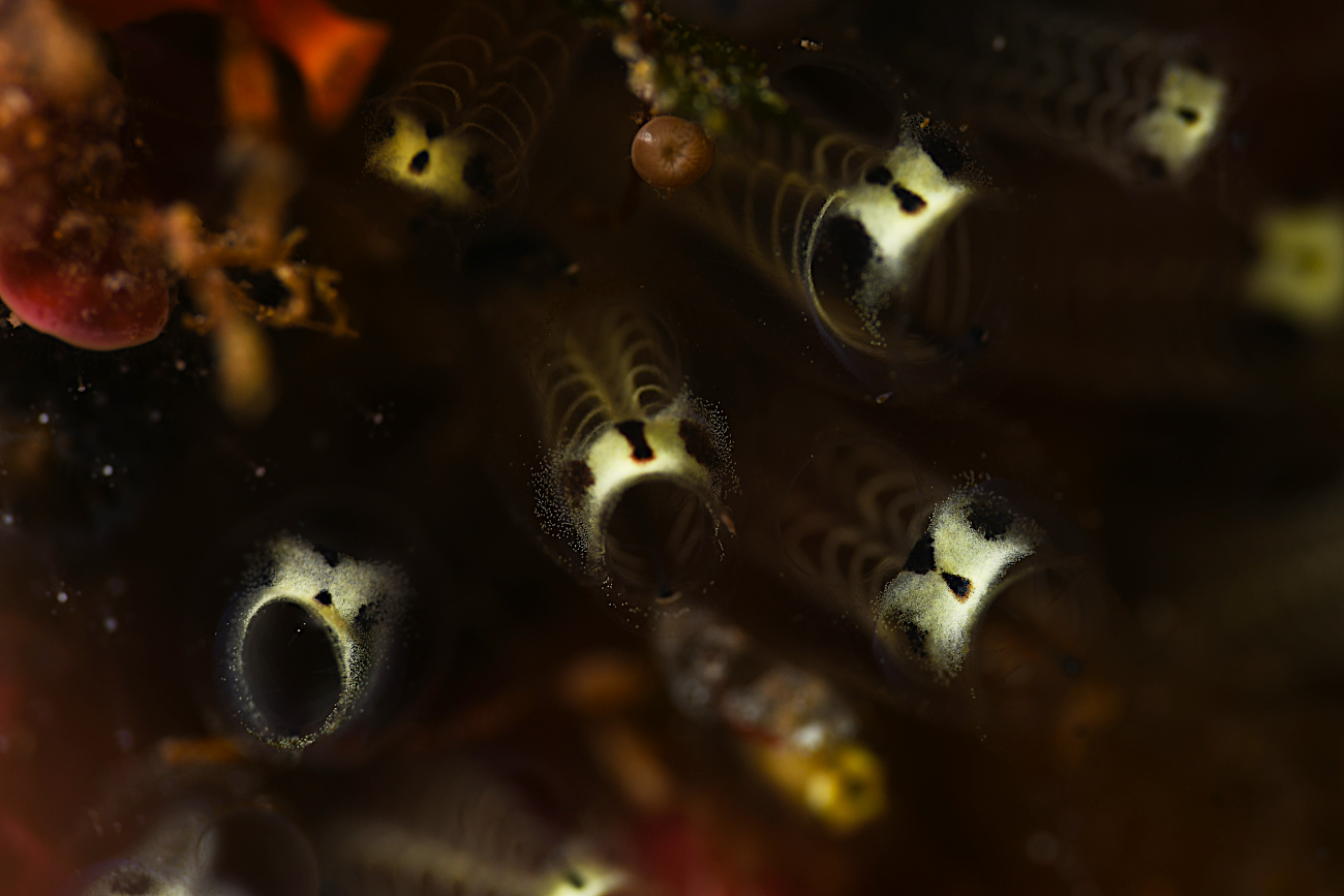 ガイコツパンダホヤ