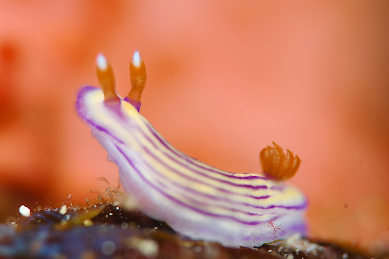 クチナシイロウミウシ