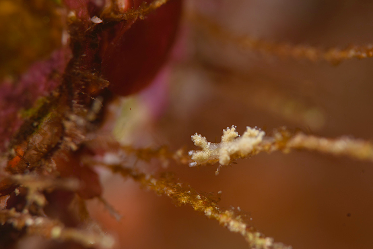 ヒイラギウミウシ