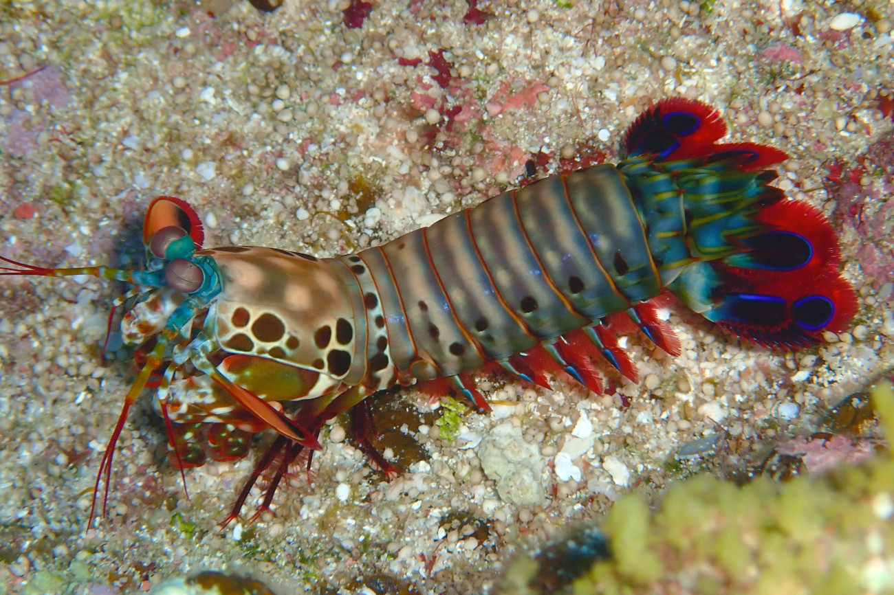 モンハナシャコ