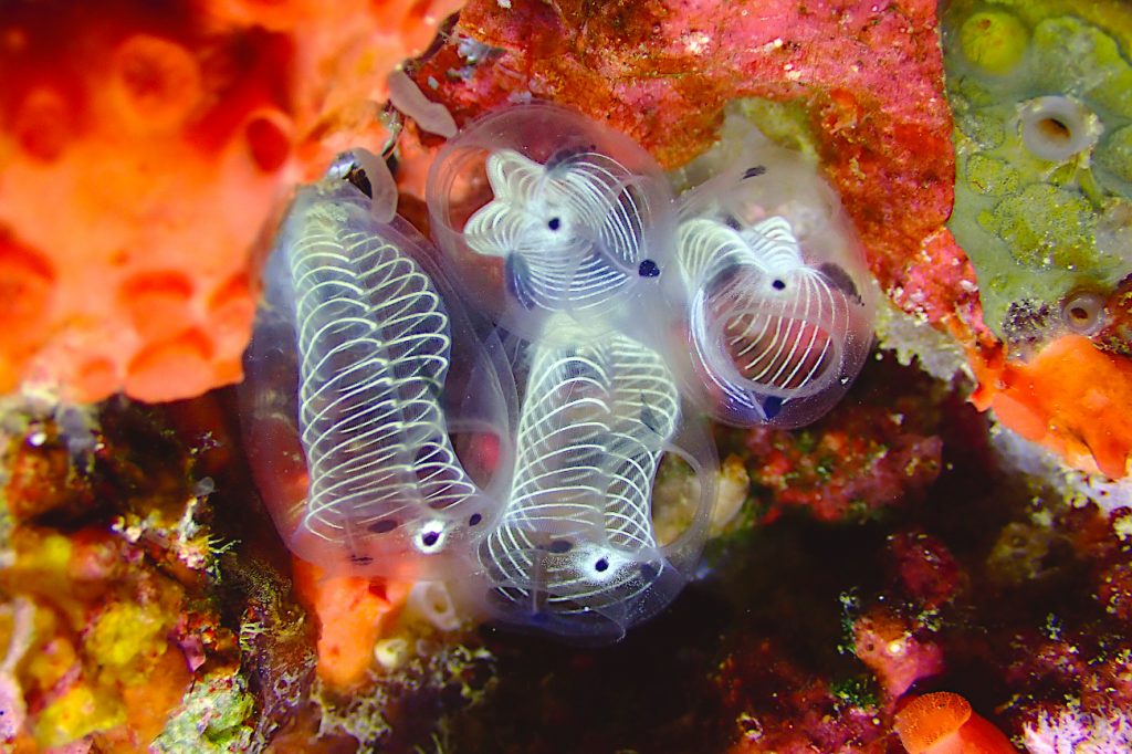 ガイコツパンダホヤ