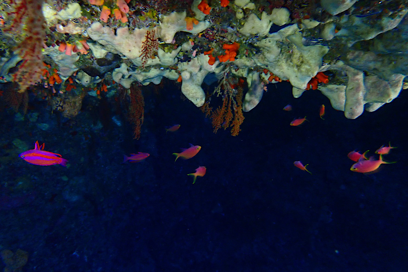 フチドリハナダイ