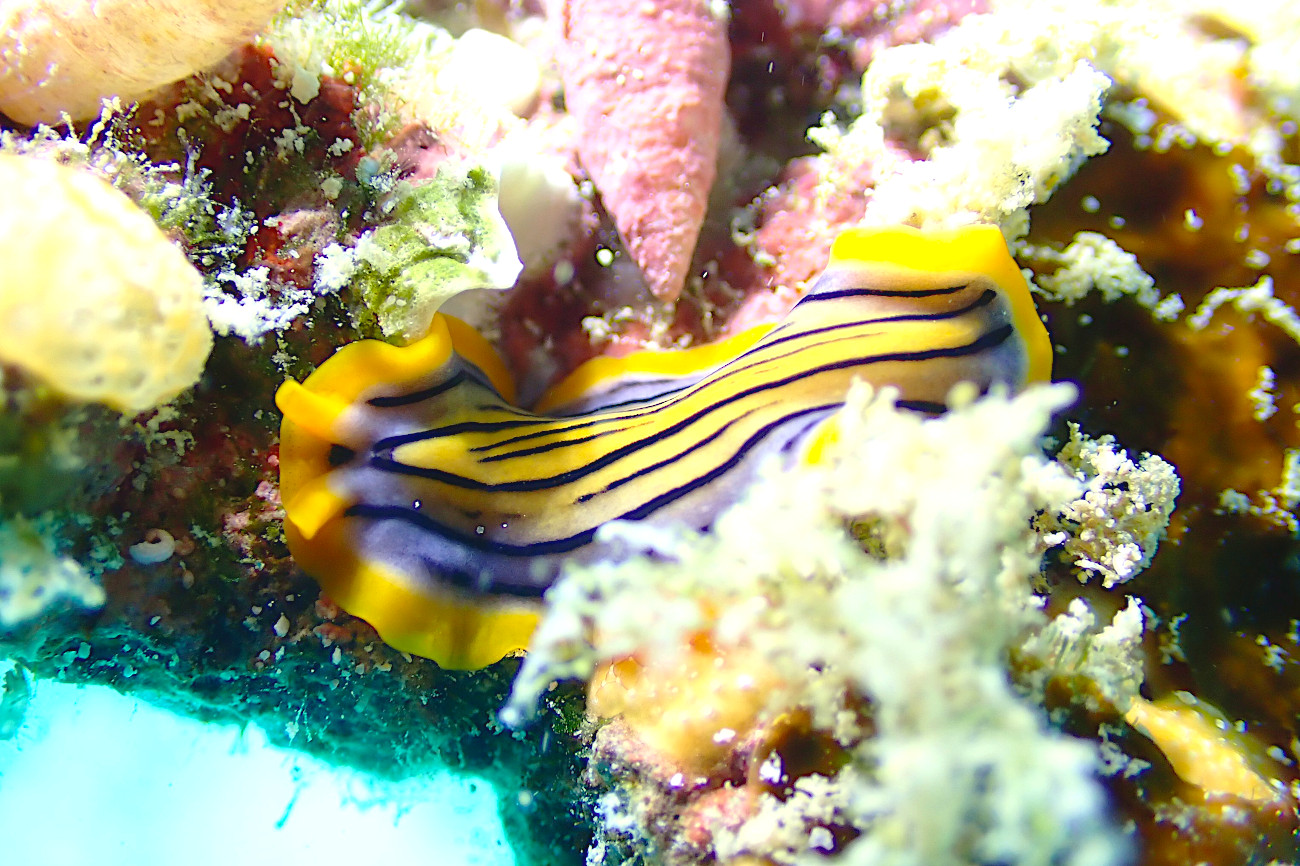 ヒラムシの仲間