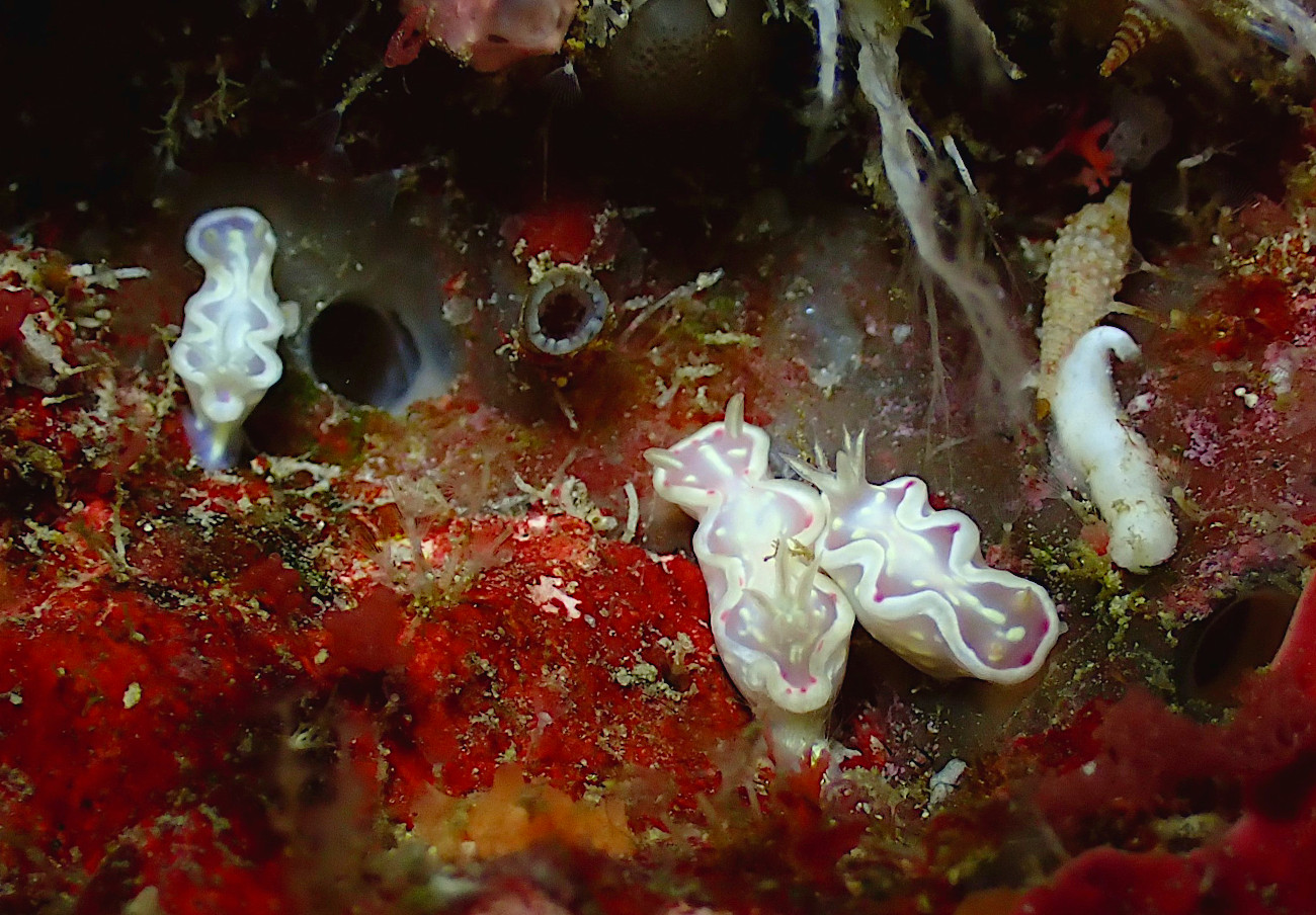 ウスフジイロウミウシ