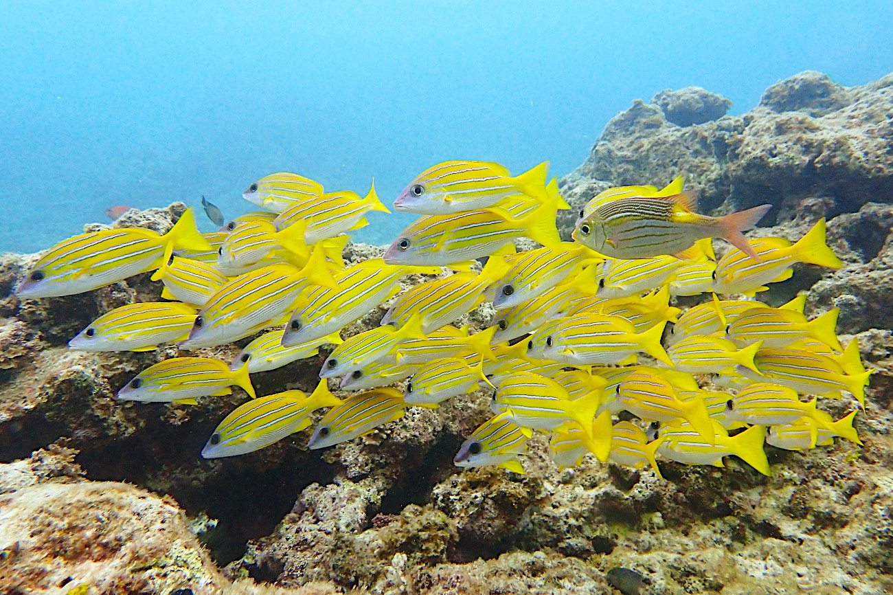 ヨスジフエダイ