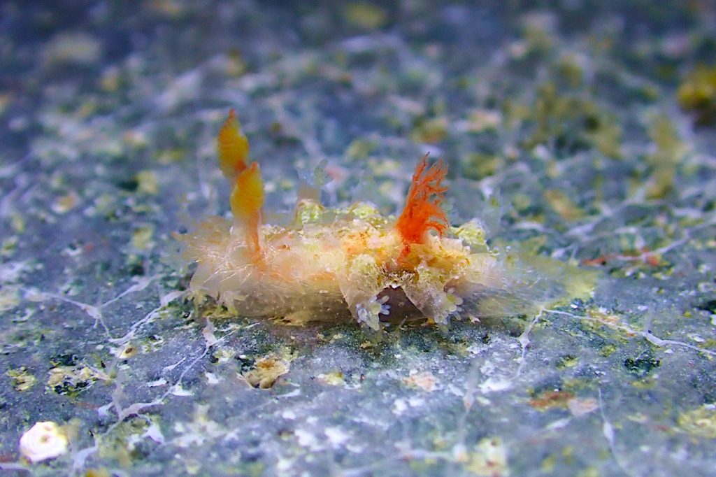 シロエダウミウシ