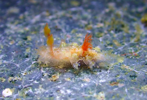 シロエダウミウシ