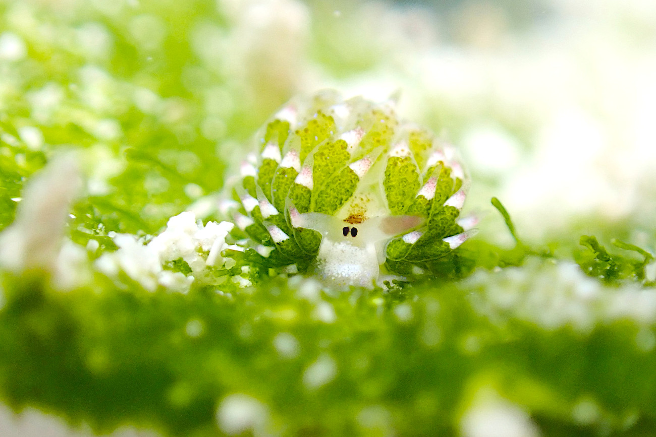 クサイロモウミウシ