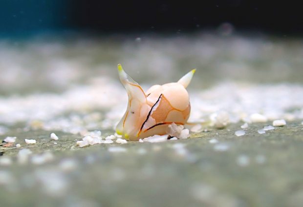 モンツキウミコチョウ