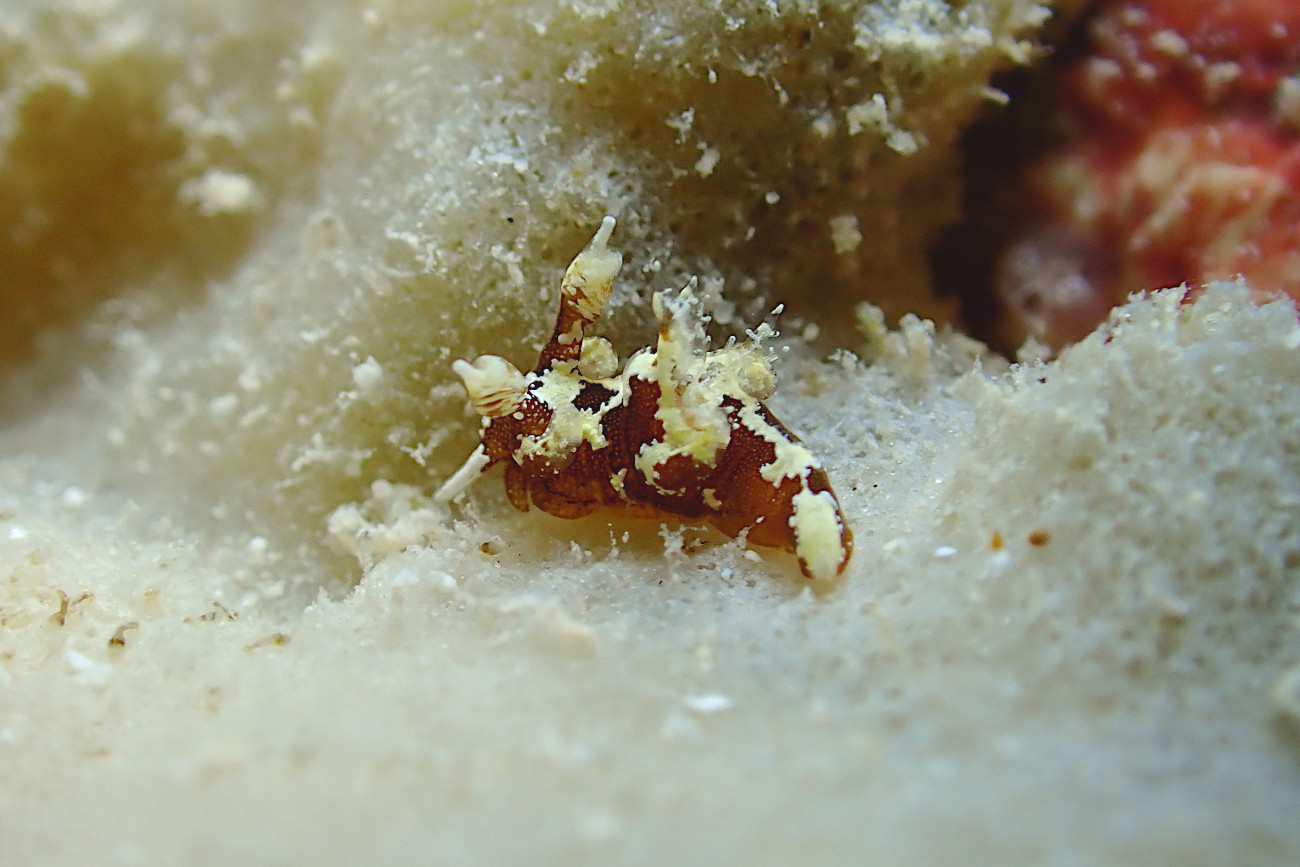 モウサンウミウシ