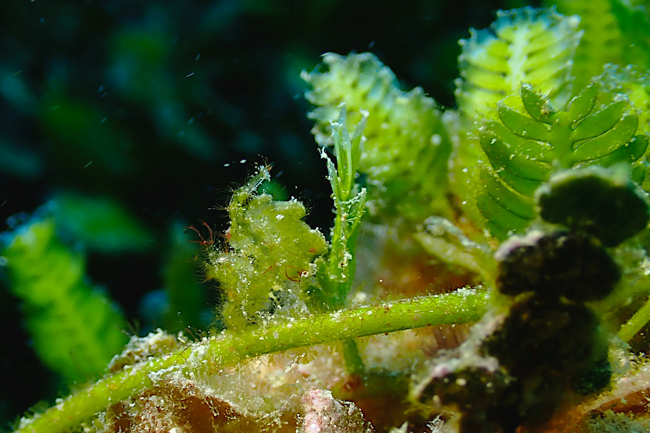 フィコカリス・シムランス