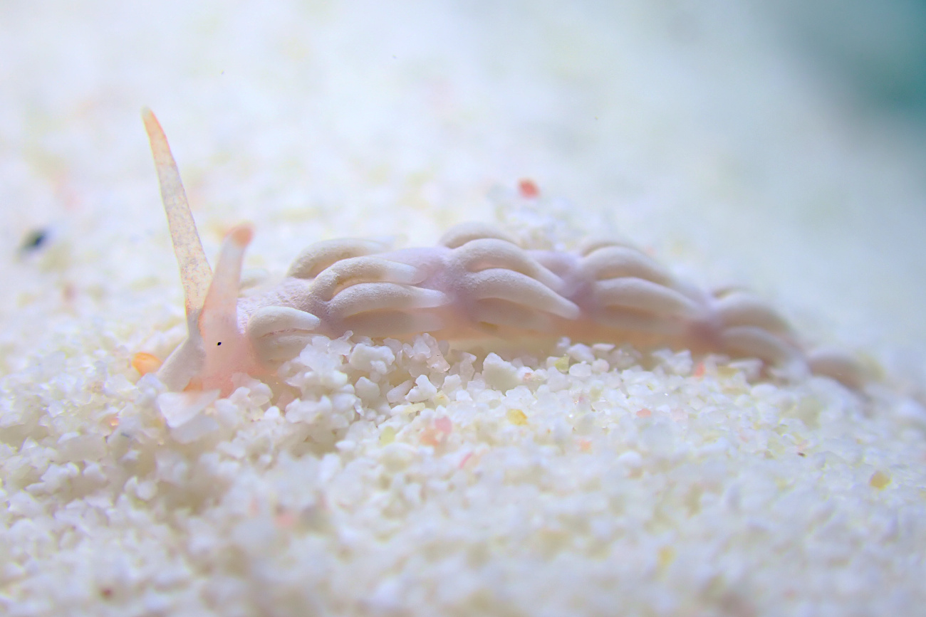 ハクトウミノウミウシ