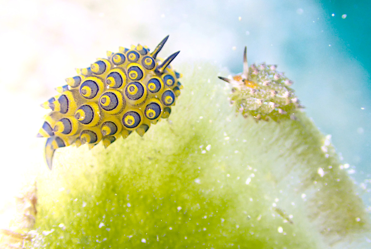 ミナミアオモウミウシとクサイロモウミウシ