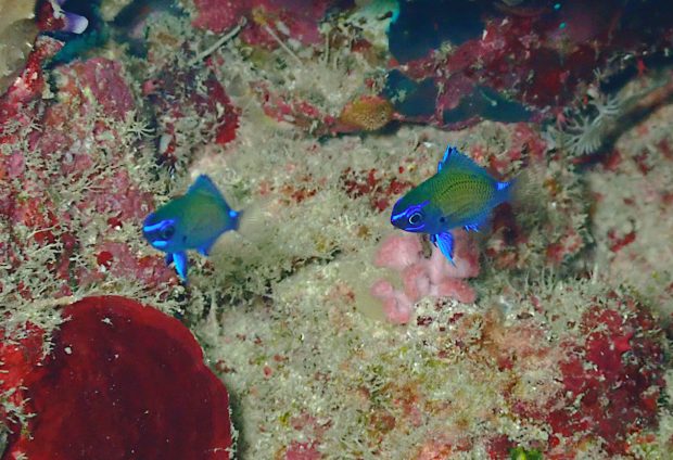 アマミスズメダイの幼魚