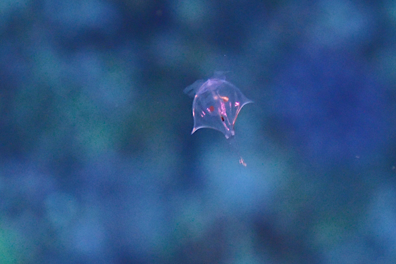 カメガイ科の仲間