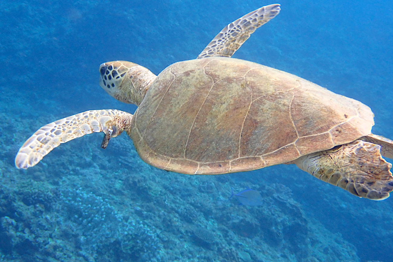 タグ付きのアオウミガメ