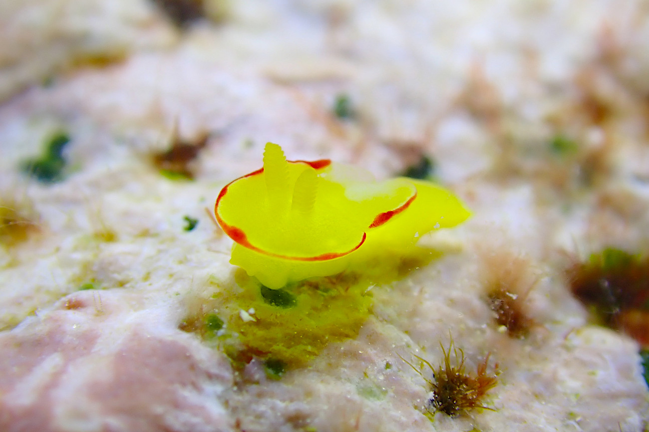 ヤマブキウミウシ