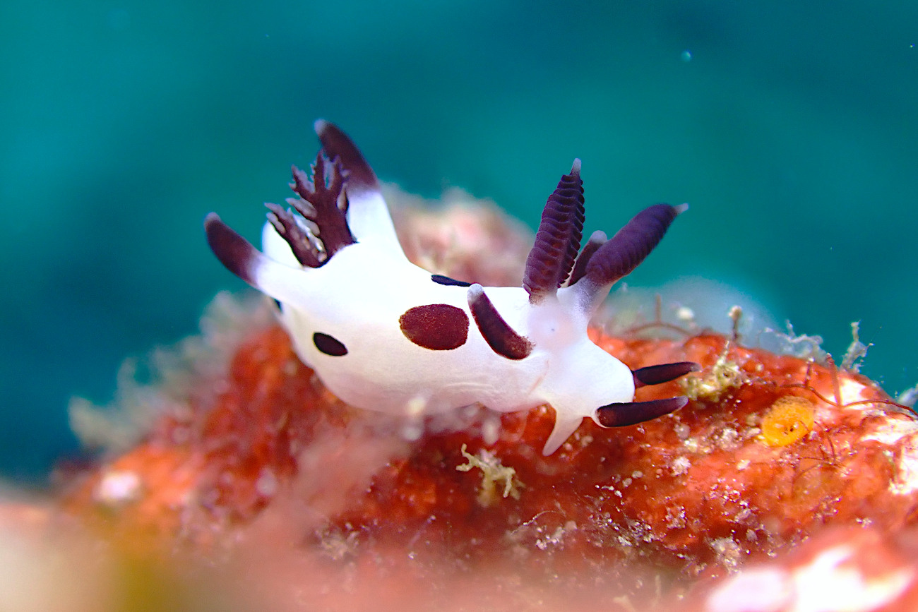 パンダツノウミウシ