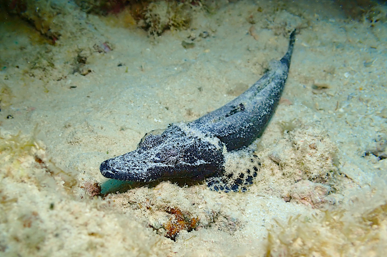 エンマゴチの若魚