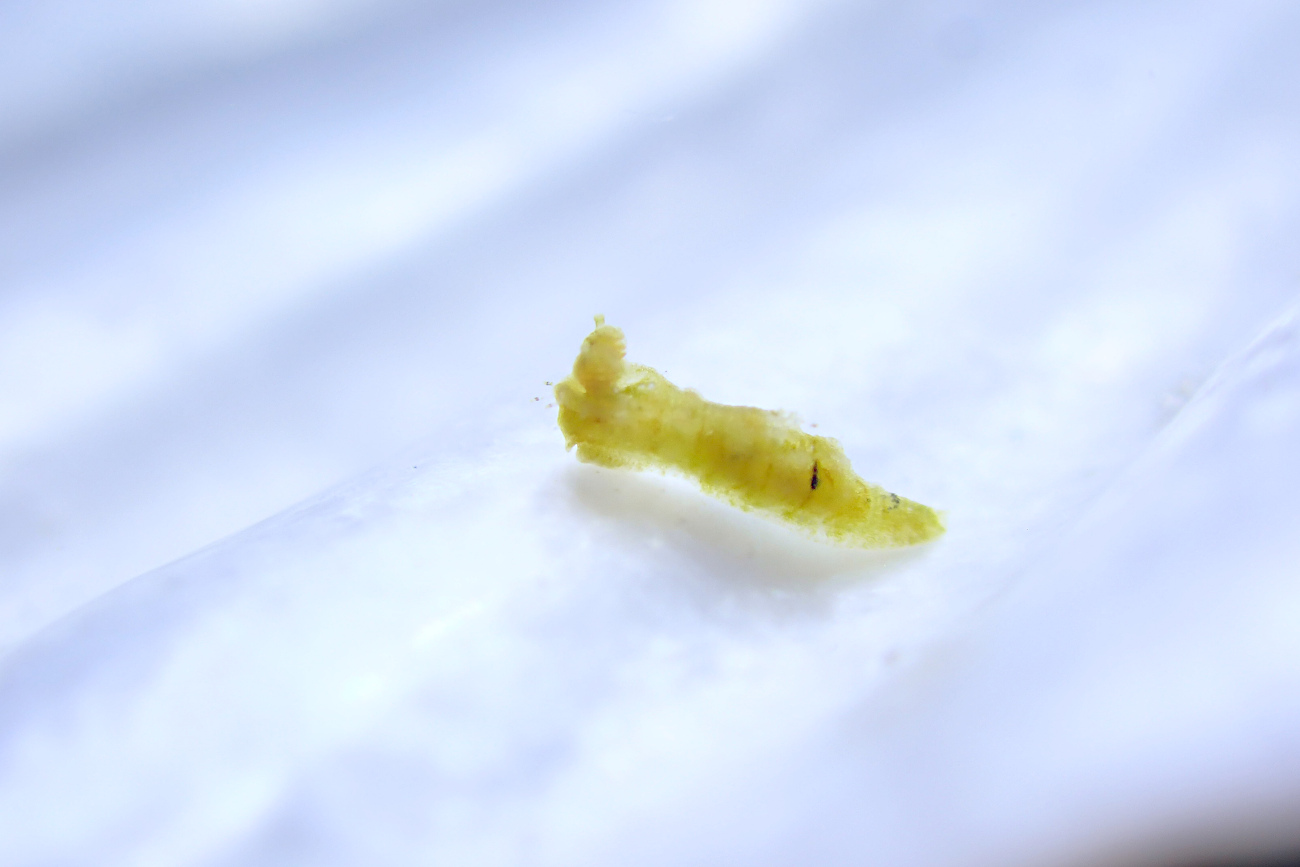 チャイロオウカンウミウシ