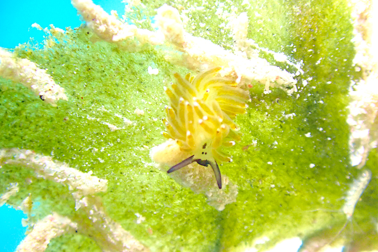 イリオモテモウミウシ