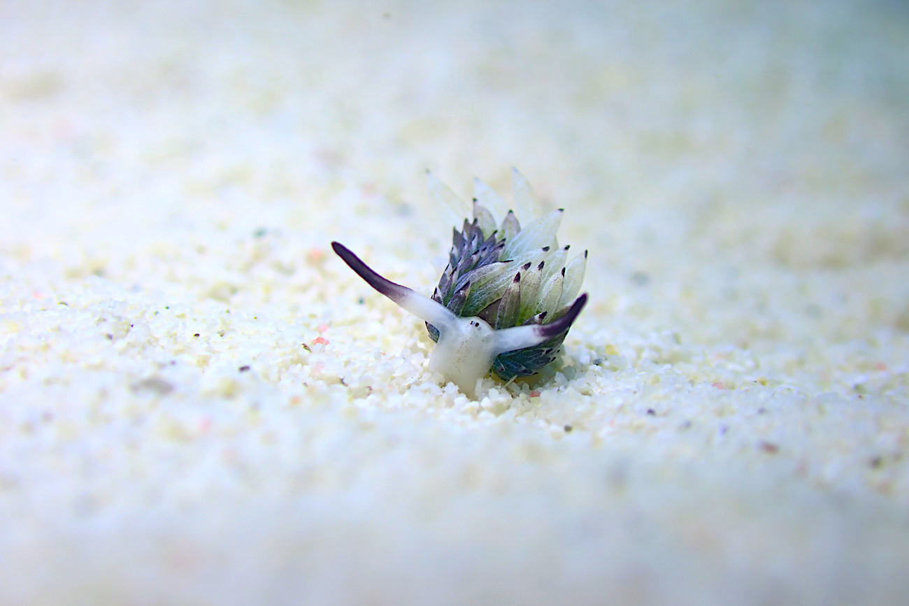 ウサギモウミウシ