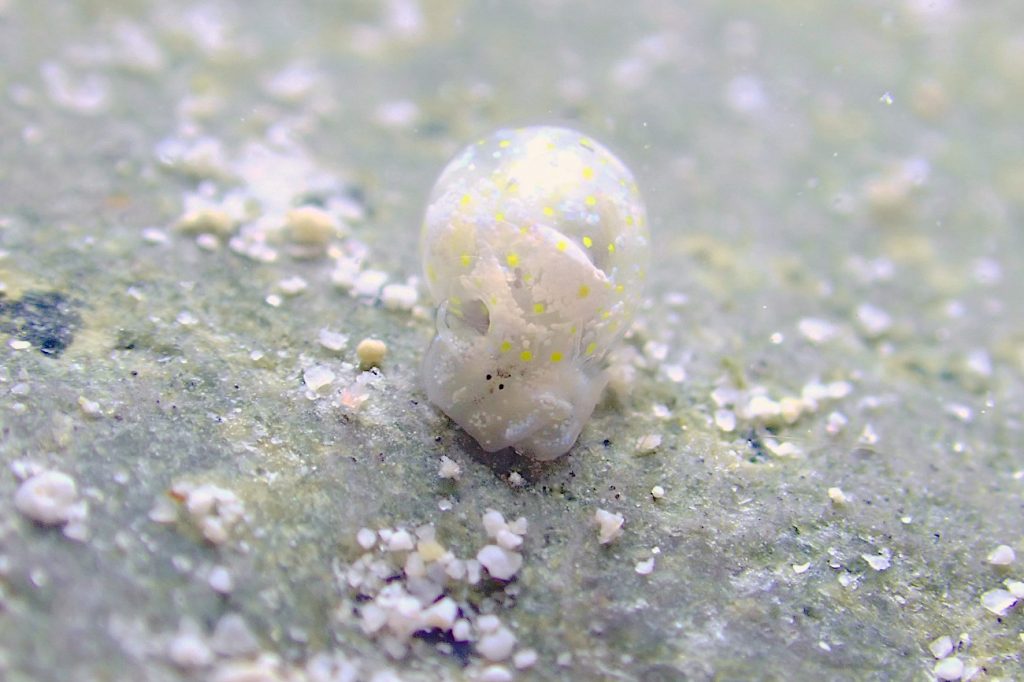 ミガキブドウガイ属の一種４