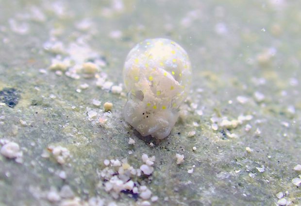 ミガキブドウガイ属の一種４