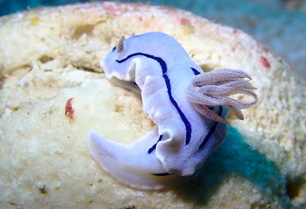 ミゾレウミウシとウツセミミノウミウシ