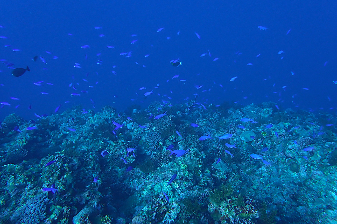 ドロップオフとハナゴイ