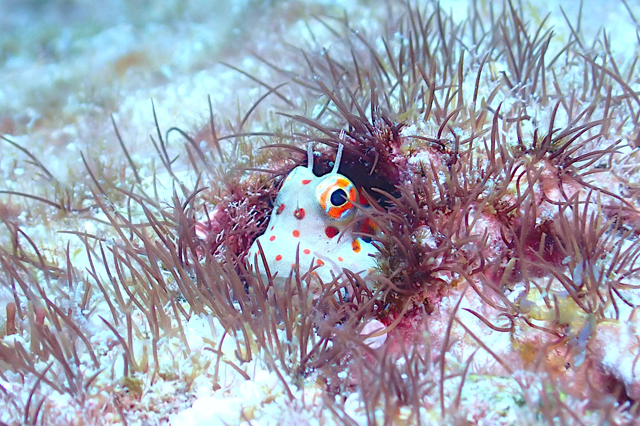 モンツキカエルウオ