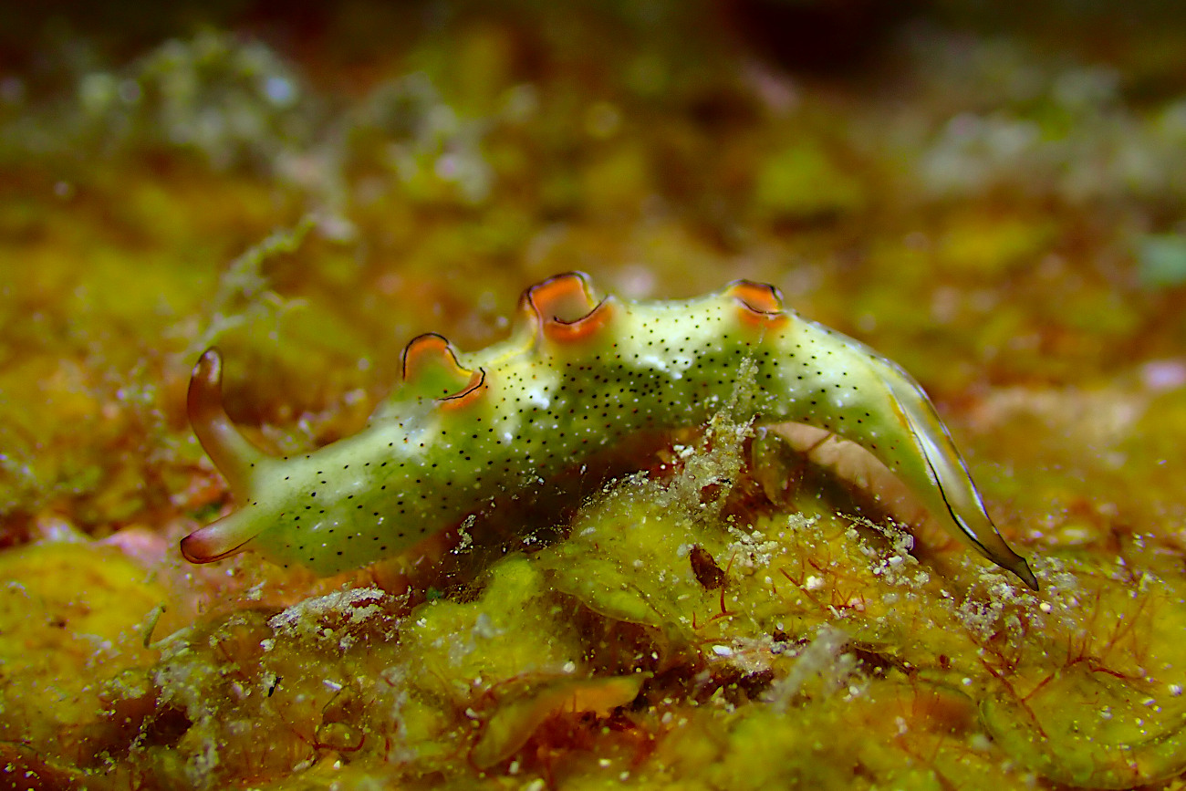 ゴクラクミドリガイ属の一種７