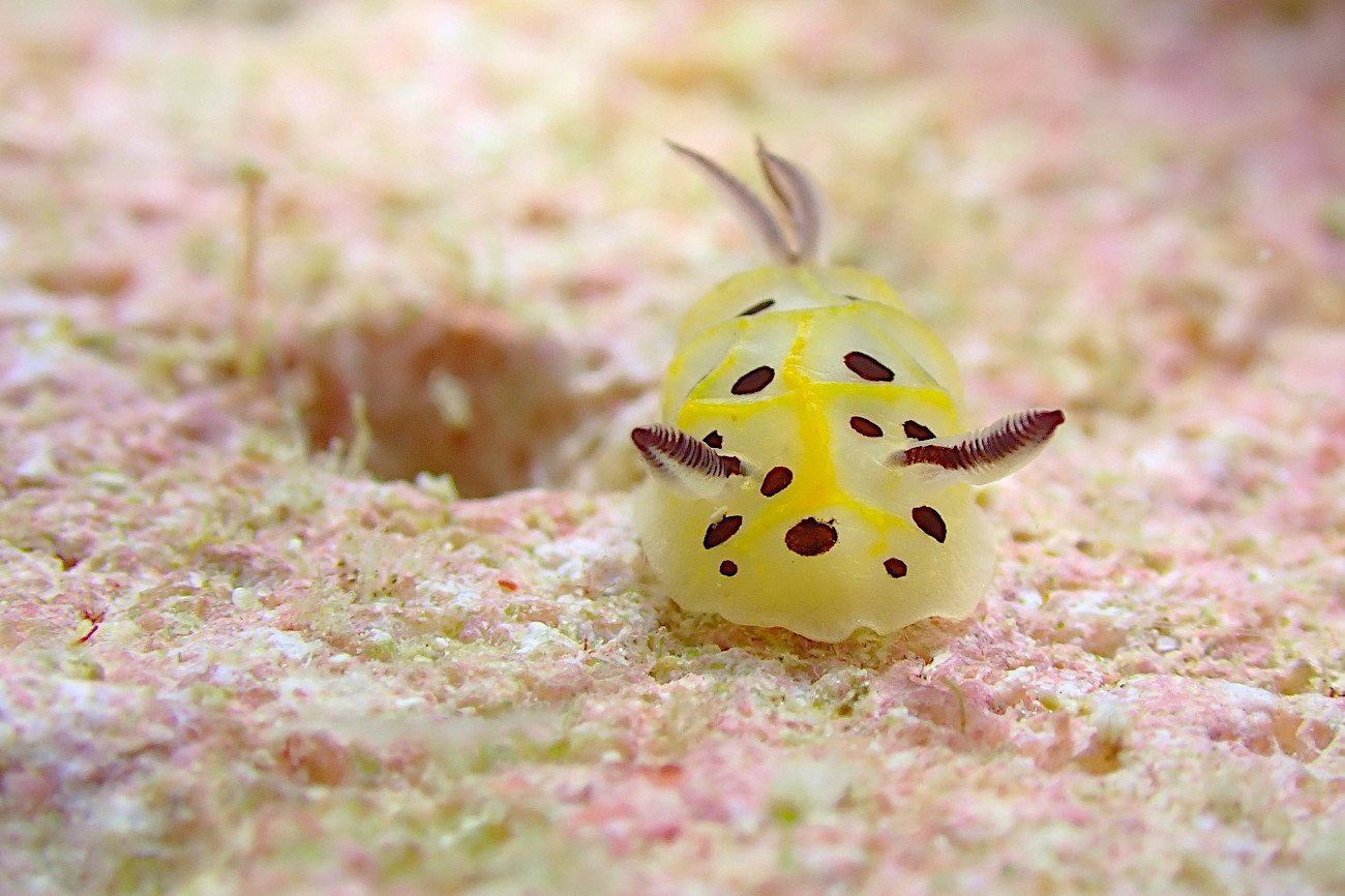 テンテンウミウシ