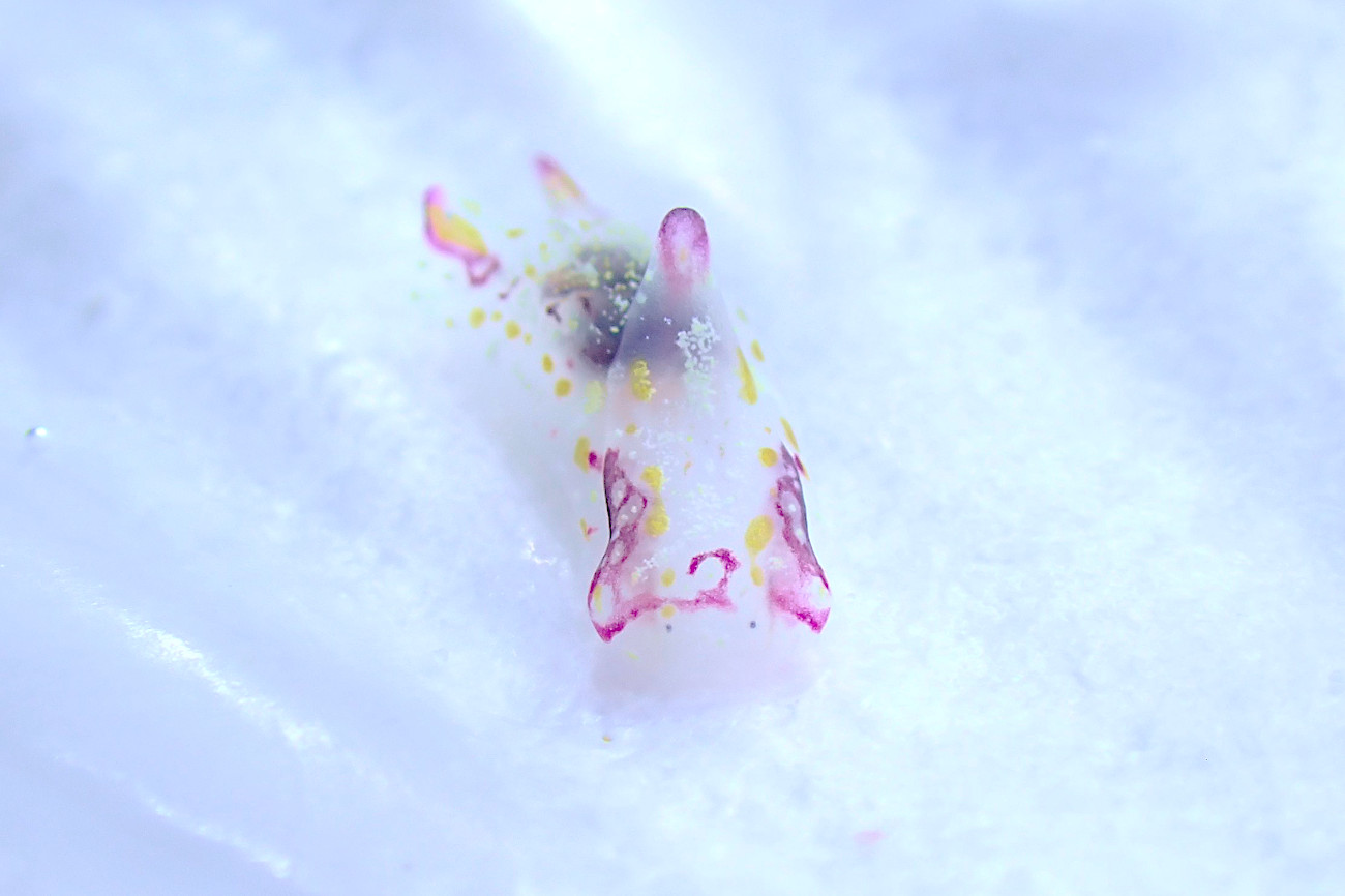 カラスキセワタ