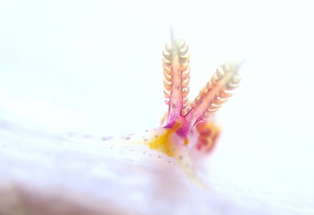 ウツセミミノウミウシ