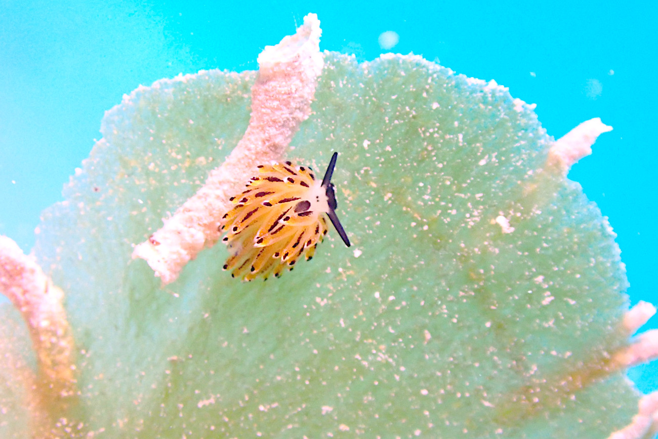 イリオモテモウミウシ