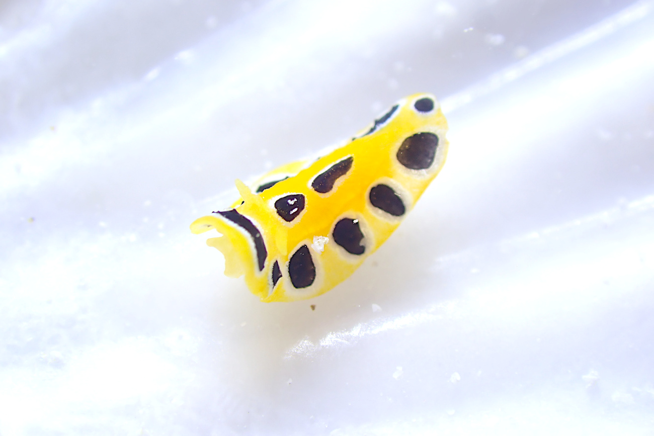 キイロイボウミウシ