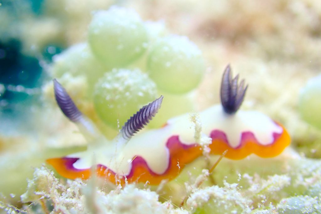 フジナミウミウシ