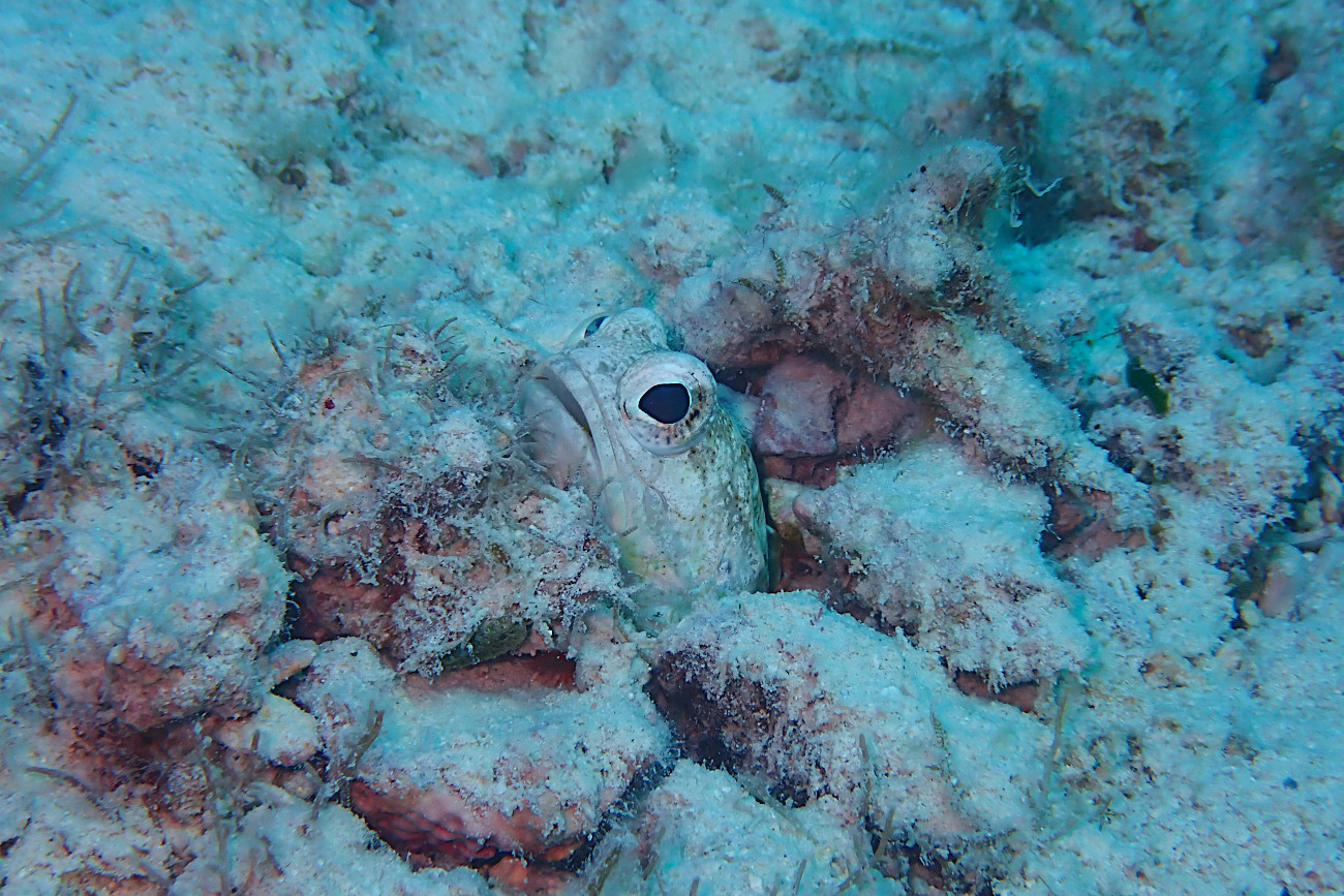 ジョーフィッシュ