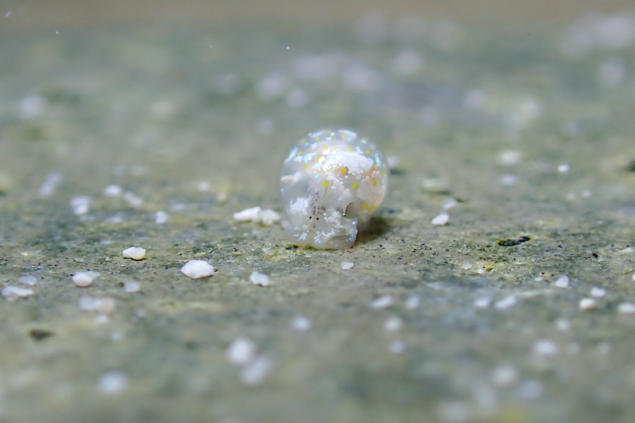 ミガキブドウガイ属の一種４