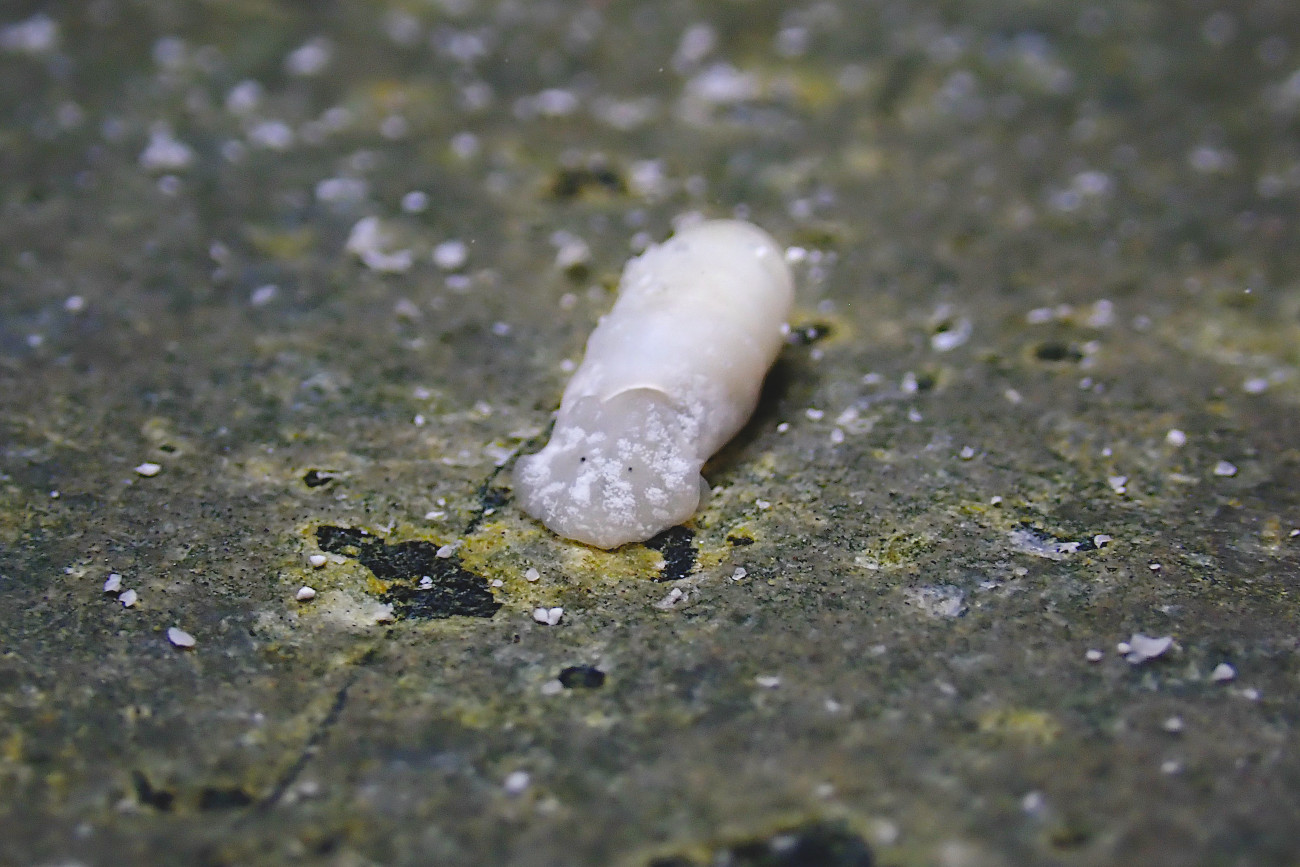 ヨワタマゴガイ