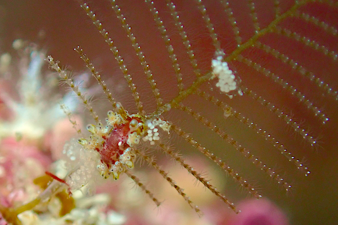 マツカサウミウシ属の一種１３