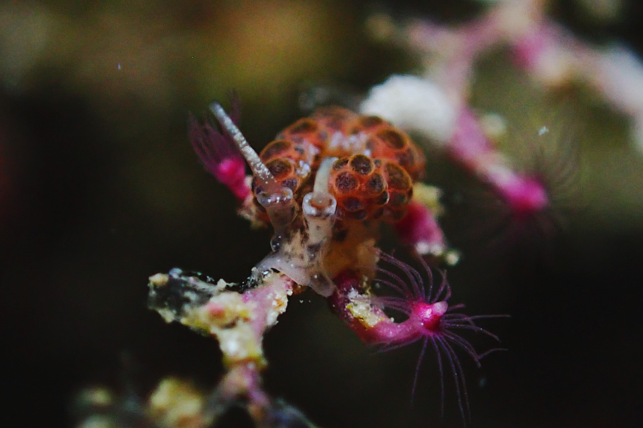 オキナワマツカサウミウシ