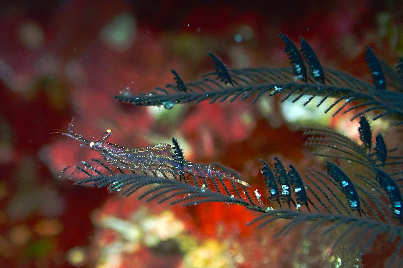 カゲロウカクレエビ