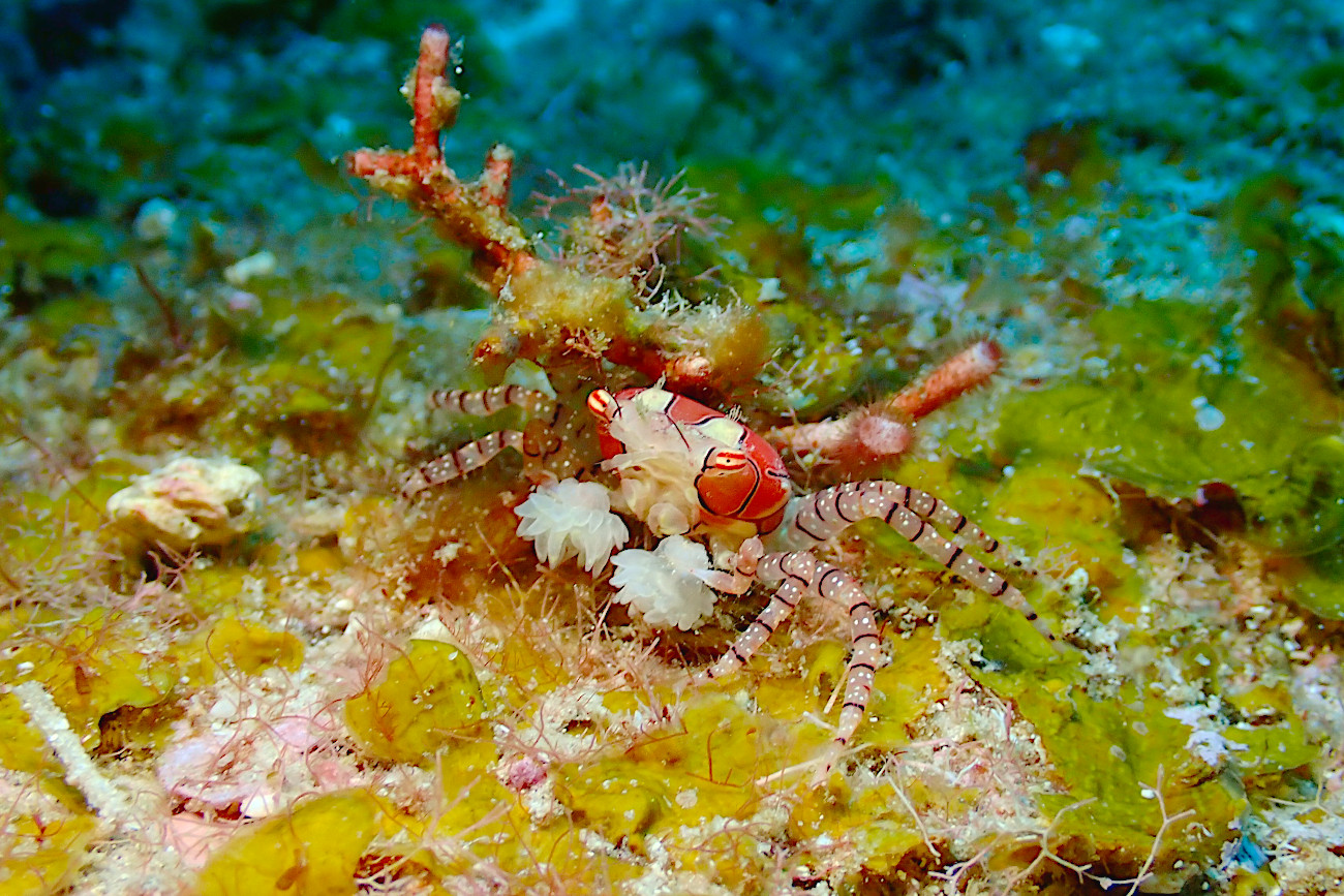 キンチャクガニ