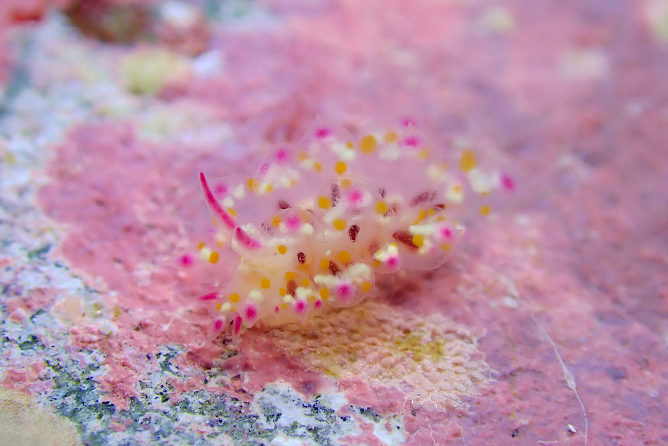 アカホシコヤナギウミウシ