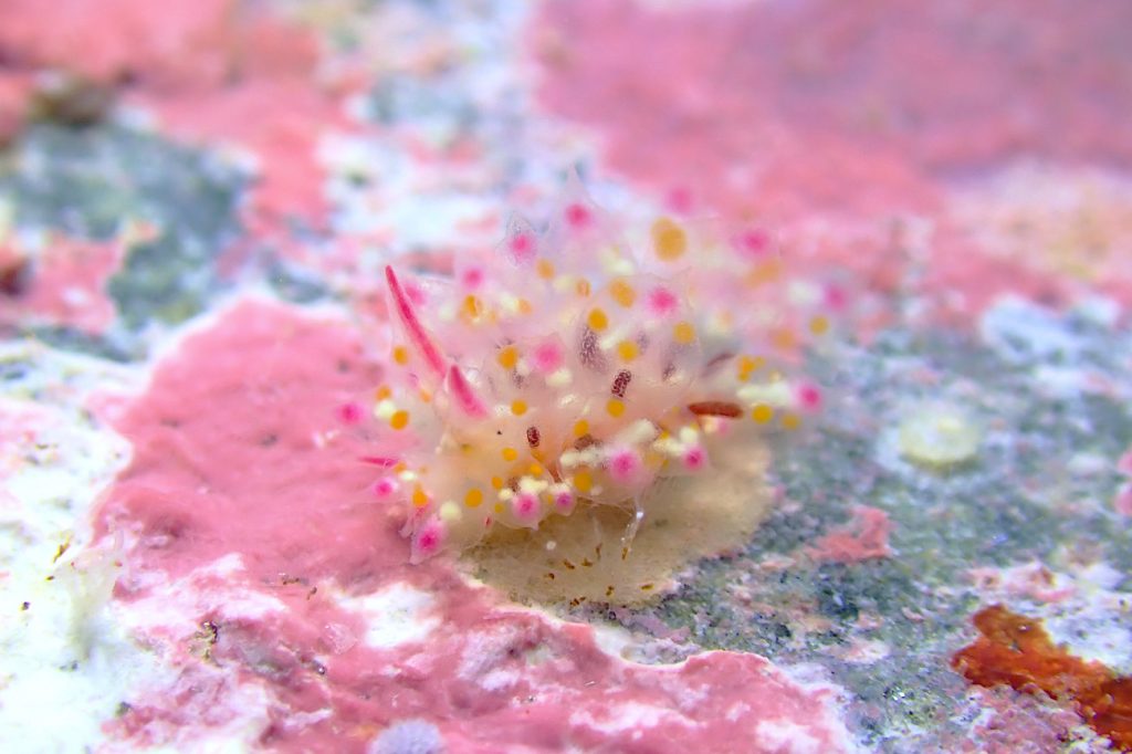 アカホシコヤナギウミウシ