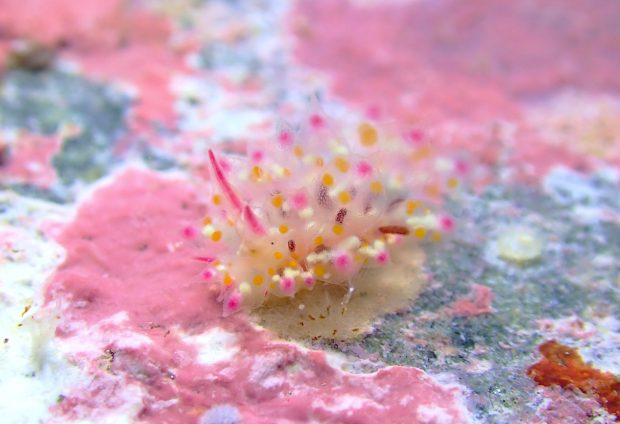 アカホシコヤナギウミウシ